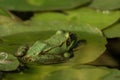 A green frog sitting in the pond full of water lilies Royalty Free Stock Photo