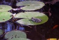 A green frog sitting in the pond full of water lilies. frog on a water lily leaf Royalty Free Stock Photo