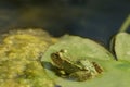 A green frog sitting in the pond full of water lilies Royalty Free Stock Photo