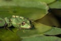 A green frog sitting in the pond full of water lilies Royalty Free Stock Photo