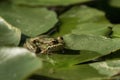 A green frog sitting in the pond full of water lilies Royalty Free Stock Photo