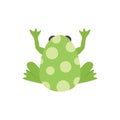 Green frog sitting with raised paws showing back with circle pattern Royalty Free Stock Photo