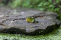 A green Frog sitting on a rock near a garden pond Royalty Free Stock Photo