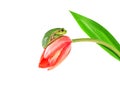 Green frog sitting on tulip flower. Tree frog on pink flower isolated on white background Royalty Free Stock Photo