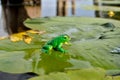 Green frog sitting on a water lily leaf Royalty Free Stock Photo