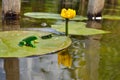 Green frog sitting on a water lily leaf Royalty Free Stock Photo