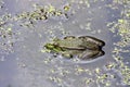 Green frog sitting in the water of the pond Royalty Free Stock Photo