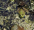 Green frog sitting in the water of the pond Royalty Free Stock Photo