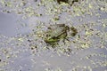 Green frog sitting in the water of the pond Royalty Free Stock Photo