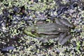 Green frog sitting in the water of the pond Royalty Free Stock Photo