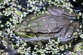 Green frog sitting in the water of the pond Royalty Free Stock Photo