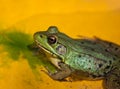 Green frog sitting on yellow water lily leaf