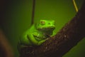 Green frog sleeping on branch Royalty Free Stock Photo