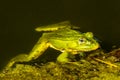 Green frog in small natural pool Royalty Free Stock Photo
