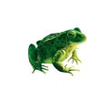 Green frog with spots, spotted toad, Isolated on