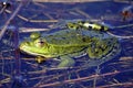 Green frog in spring. Lake Plavno in the Berezinsky Reserve. Close-up shot