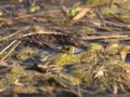 Green frog and squawk around her in water