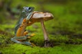 Green frog standing and holding a mushroom