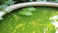 Green frog stay still on green lotus leaf in green water pool Royalty Free Stock Photo