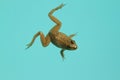 Green frog swimming in a pool Royalty Free Stock Photo