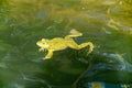 Green frog swimming in the water Royalty Free Stock Photo