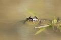 Green frog swimming in the water sticking his face Royalty Free Stock Photo