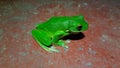 Green frog on a toilet ground in australia