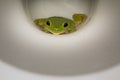 Green frog in the toilet Royalty Free Stock Photo