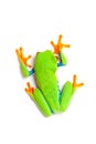 Green frog top view isolated on white Royalty Free Stock Photo