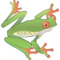 Green frog vector art