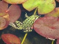 Green frog between water lilies Royalty Free Stock Photo