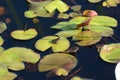 Green Frog on water lilies Royalty Free Stock Photo