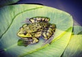 Green frog on leaf in pond Royalty Free Stock Photo