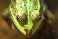 Green frog water frog on a water pond closeup. Royalty Free Stock Photo