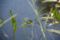 A  green frog in the water of a pond with a lot of tadpoles Royalty Free Stock Photo