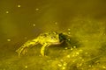 Green frog in water Royalty Free Stock Photo