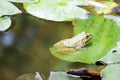 Green frog on the waterlily leaf in the pond closeup Royalty Free Stock Photo