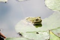 Green frog on the waterlily leaf in the pond closeup Royalty Free Stock Photo