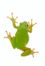Green Frog on white background Royalty Free Stock Photo