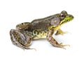 Green Frog on a White Background Royalty Free Stock Photo
