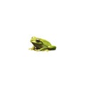 Green Frog on White Background Royalty Free Stock Photo