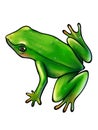 Green frog on white background Royalty Free Stock Photo