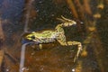 Green frog (Pelophylax esculentus) swimming in a water Royalty Free Stock Photo