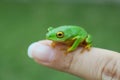 Green frog with yellow eyes sitting on womans finger