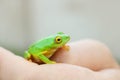 Green frog with yellow eyes sitting on womans hand