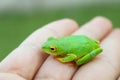 Green frog with yellow eyes sitting on womans hand