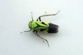 Green froghopper closeup shot, Satara, Maharashtra, Royalty Free Stock Photo