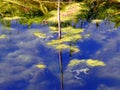 Green frogs bask in the sun in a small pond Royalty Free Stock Photo