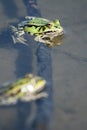 Green frogs in lake Royalty Free Stock Photo