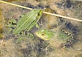 Green frogs in marsh